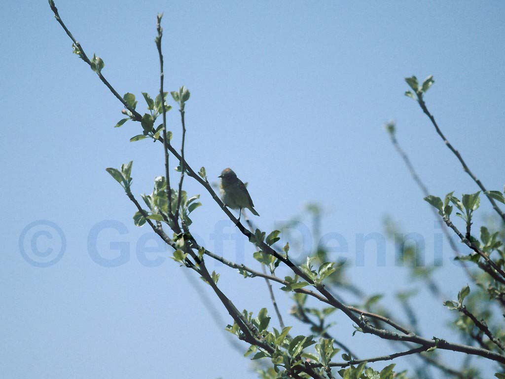 VIWA-AC_Virginias-Warbler