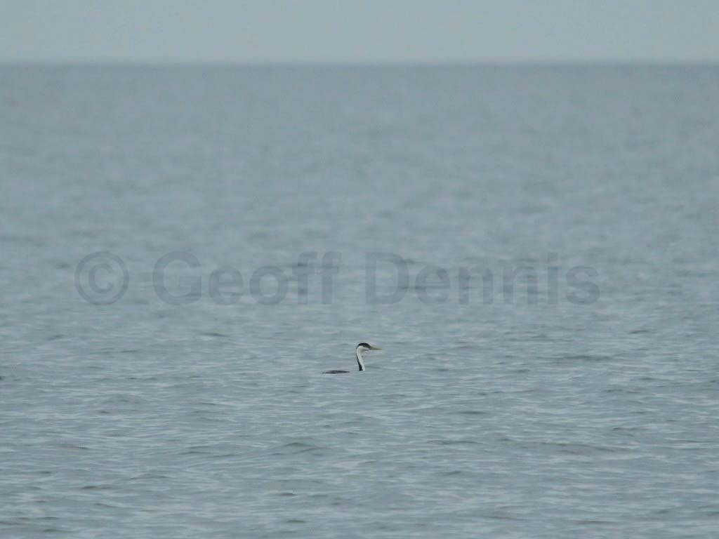 WEGR-AA_Western-Grebe