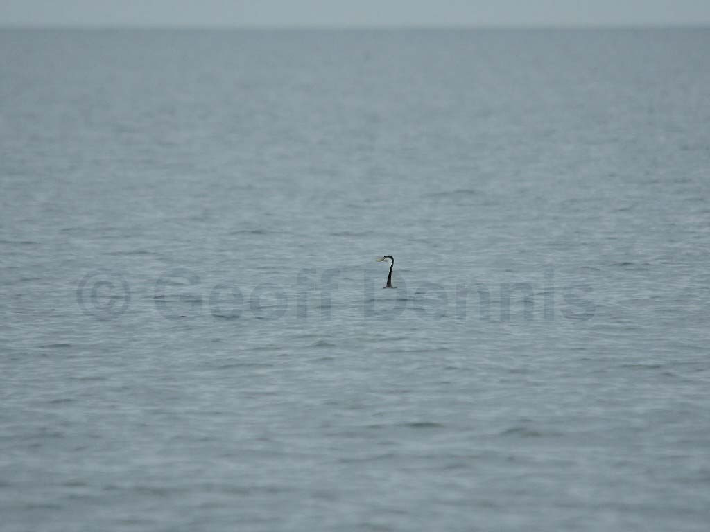 WEGR-AB_Western-Grebe