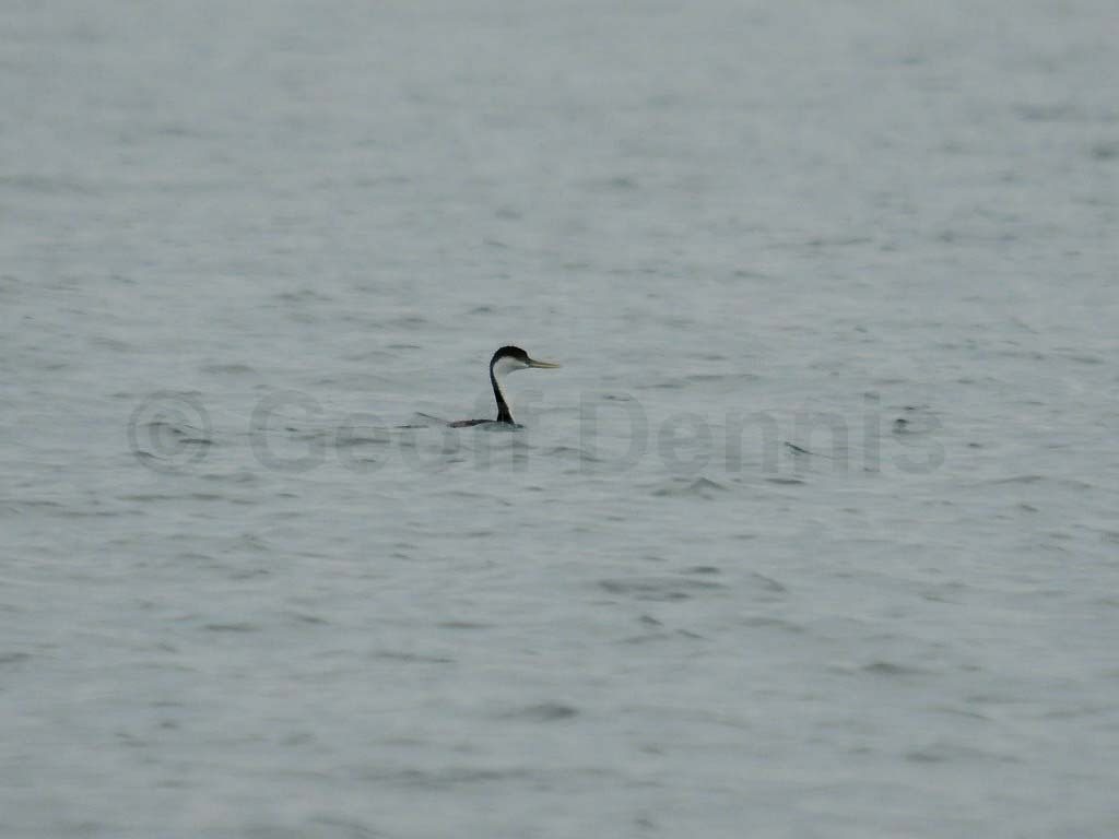 WEGR-AC_Western-Grebe