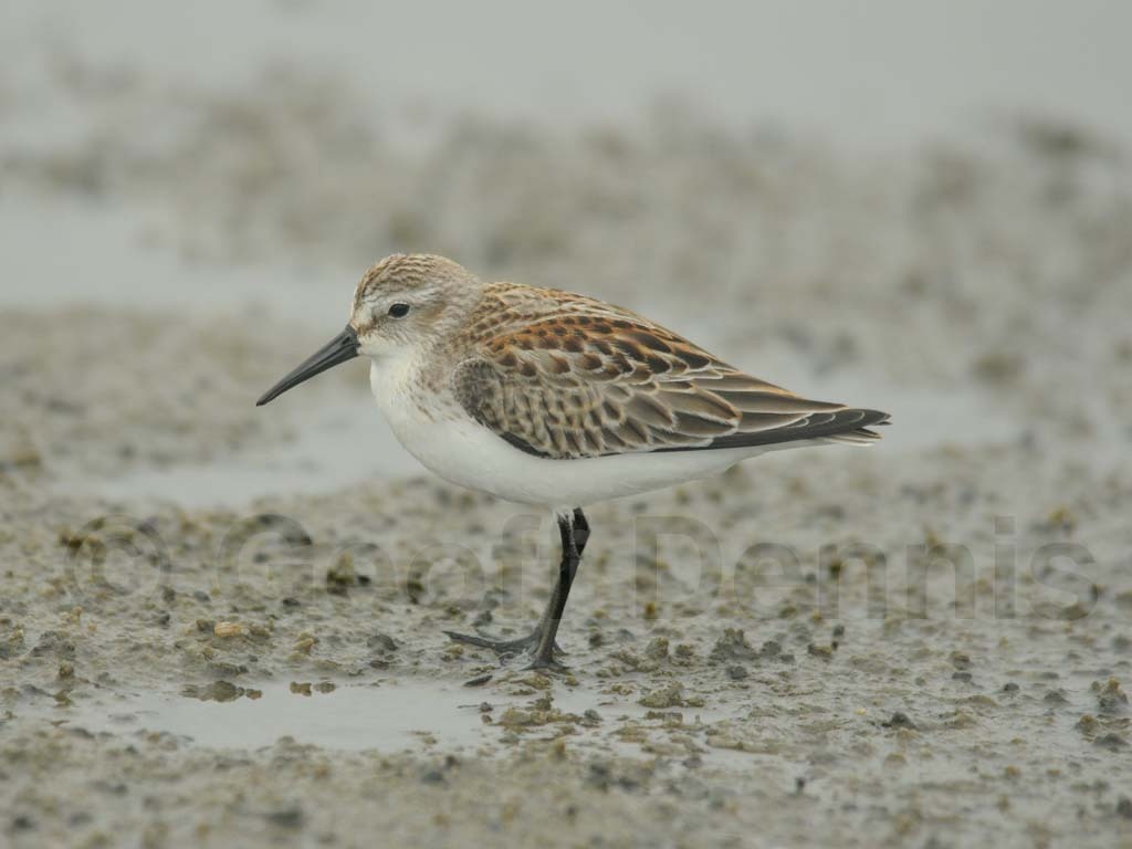 WESA-AA_Western-Sandpiper