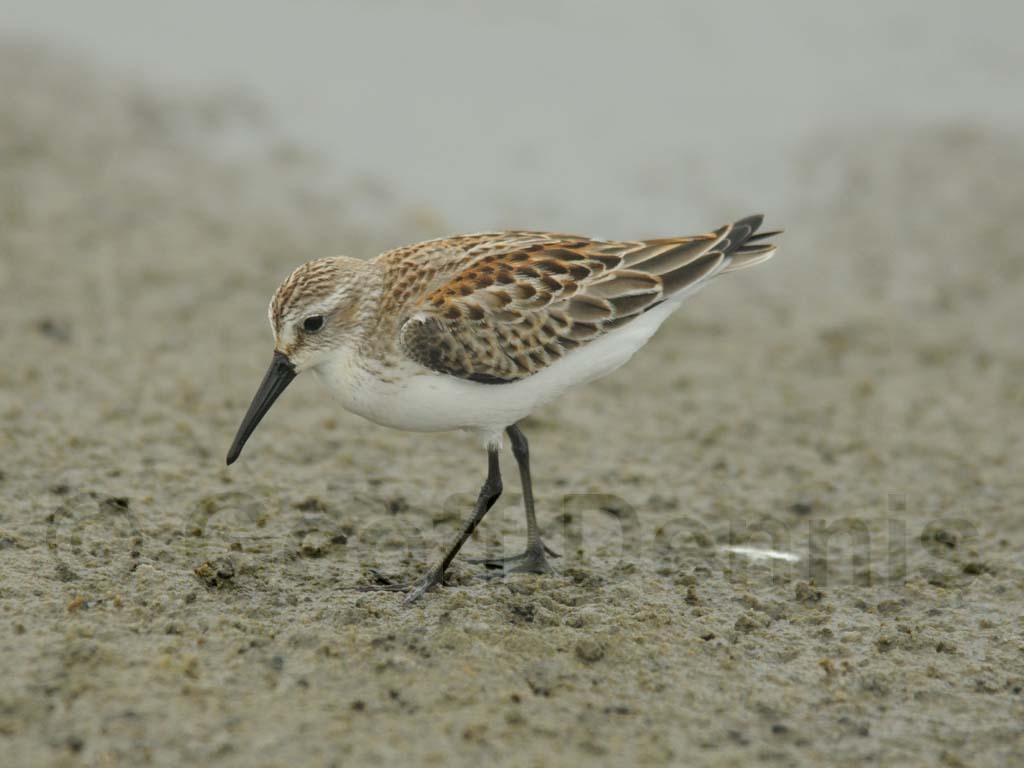 WESA-AB_Western-Sandpiper