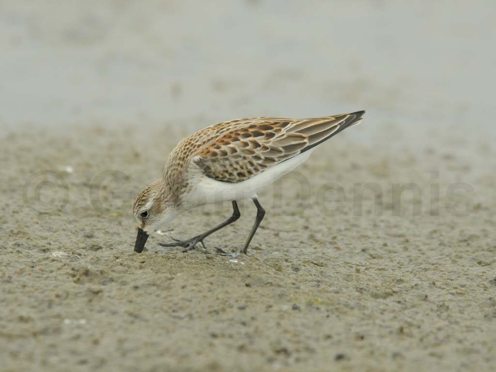 WESA-AC_Western-Sandpiper
