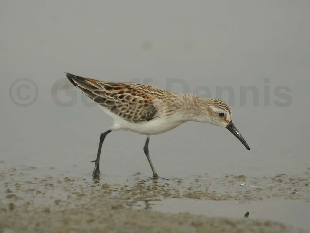 WESA-AD_Western-Sandpiper