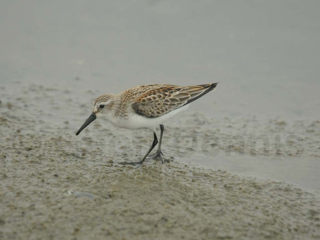 WESA-AE_Western-Sandpiper
