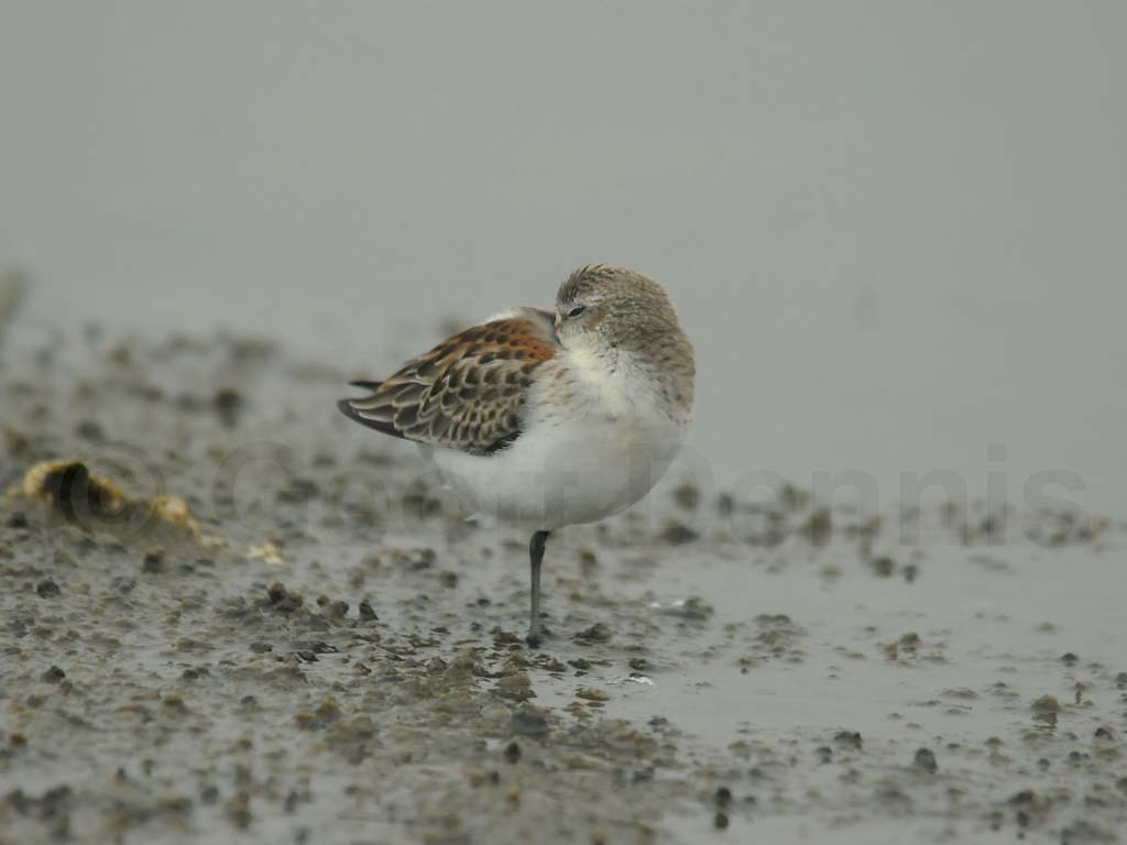 WESA-AF_Western-Sandpiper