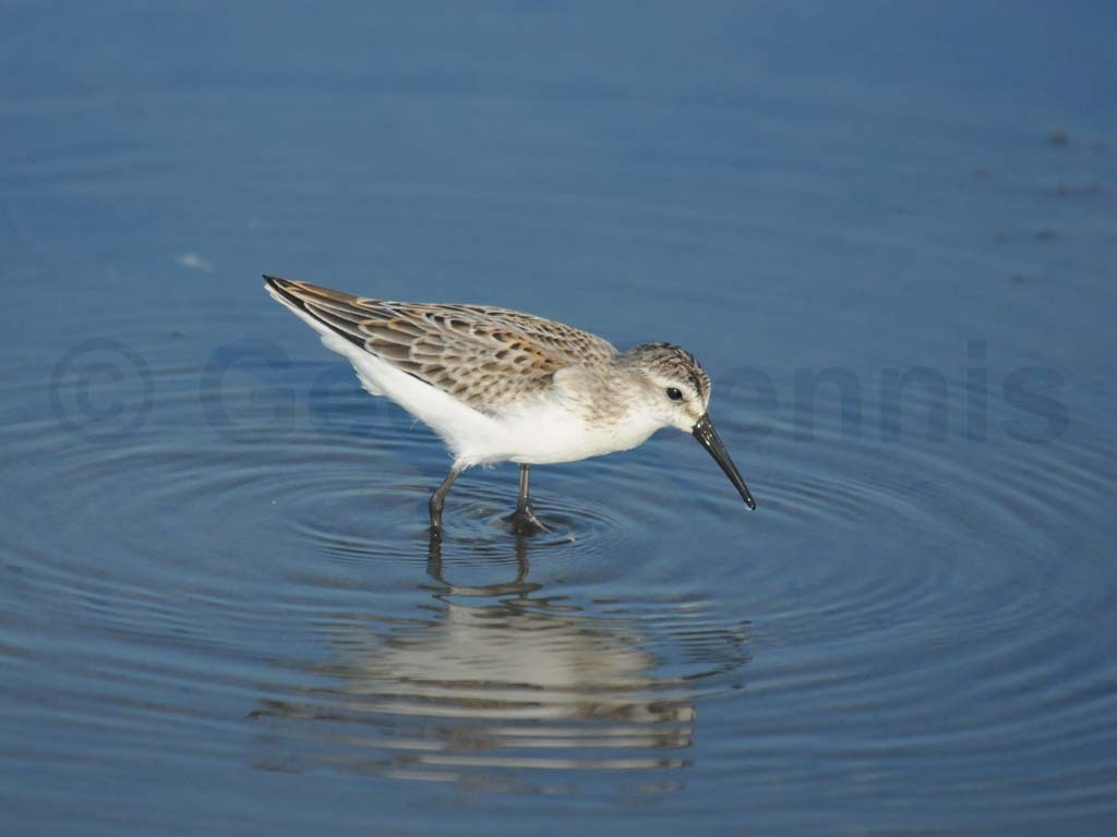 WESA-AG_Western-Sandpiper