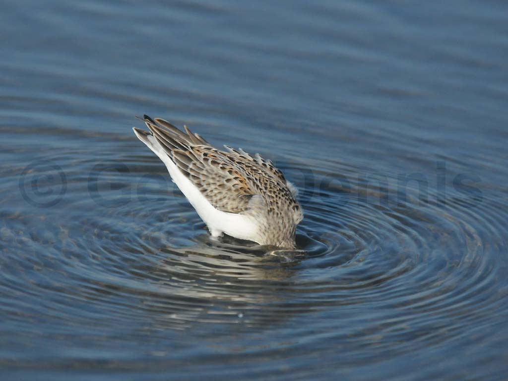WESA-AH_Western-Sandpiper