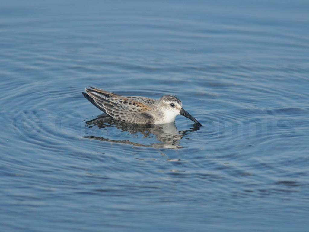 WESA-AI_Western-Sandpiper