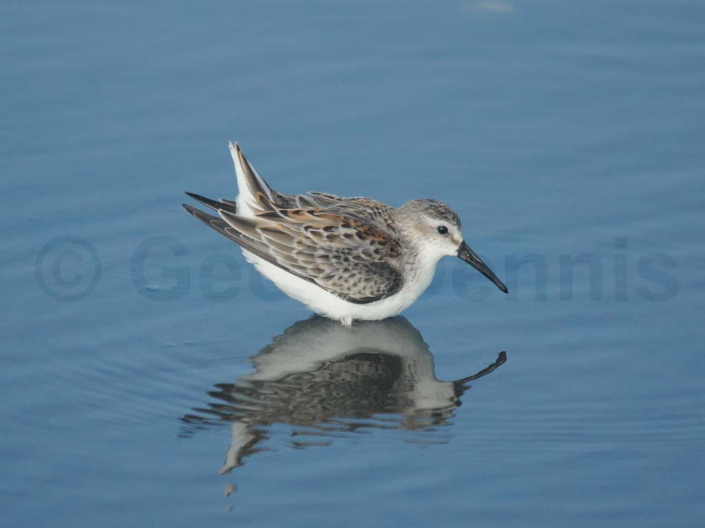 WESA-AJ_Western-Sandpiper