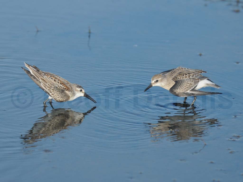 WESA-AK_Western-Sandpiper