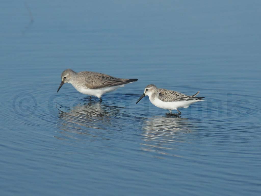 WESA-AL_Western-Sandpiper