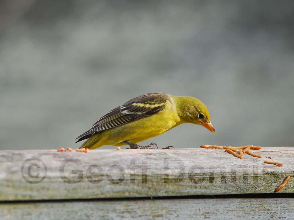 WETA-AA_Western-Tanager