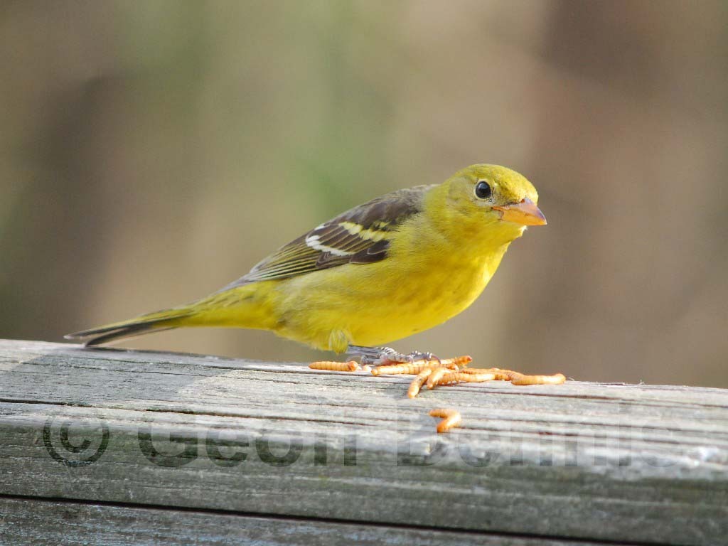 WETA-AB_Western-Tanager