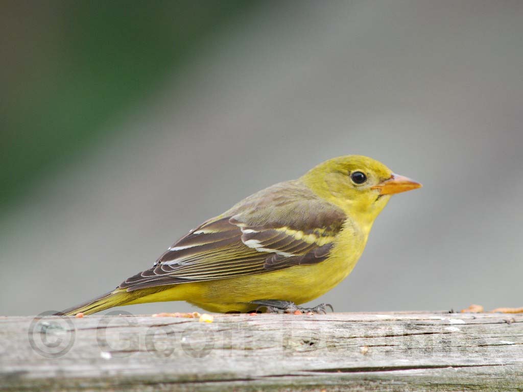 WETA-AC_Western-Tanager