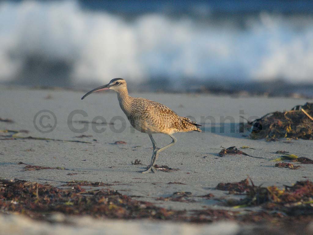 WHIM-AA_Whimbrel