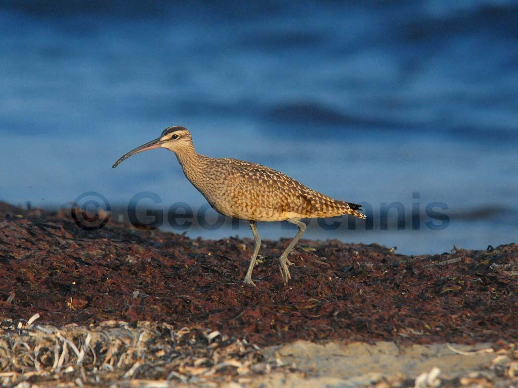 WHIM-AB_Whimbrel