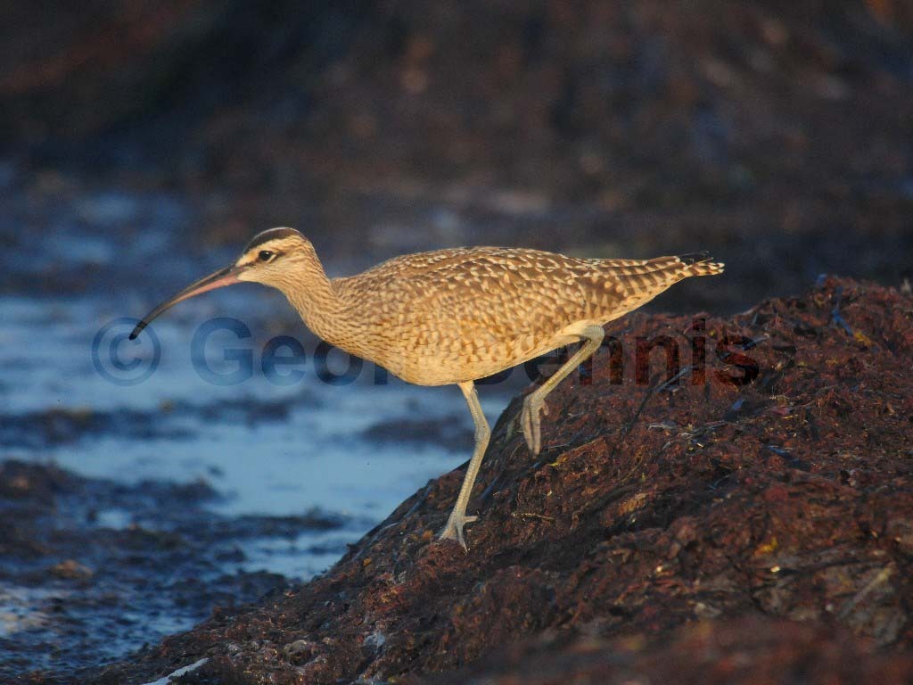 WHIM-AC_Whimbrel