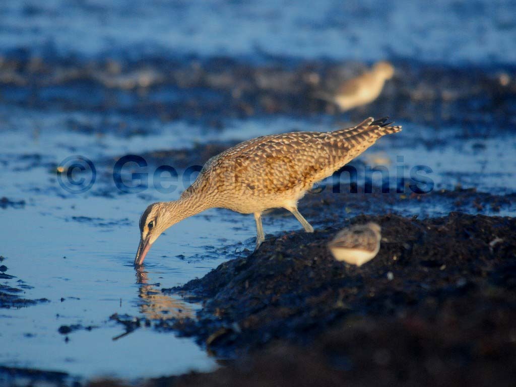 WHIM-AD_Whimbrel