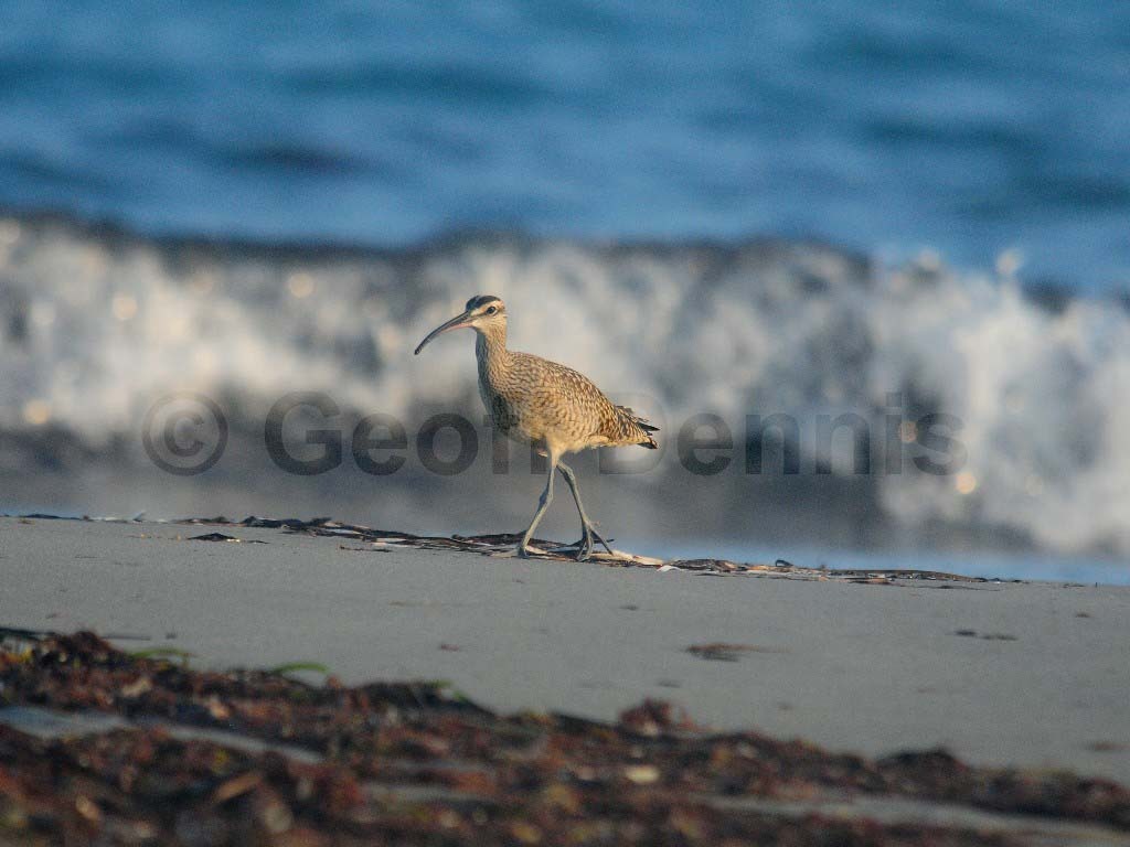 WHIM-AE_Whimbrel