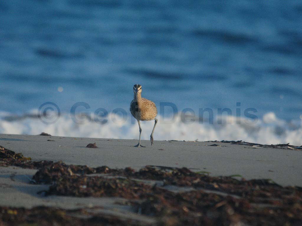 WHIM-AF_Whimbrel