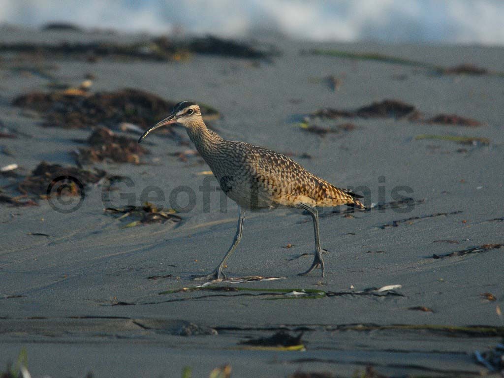 WHIM-AG_Whimbrel