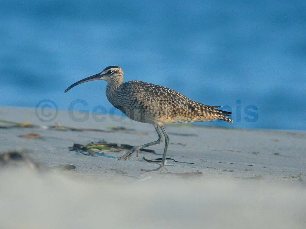 WHIM-AH_Whimbrel