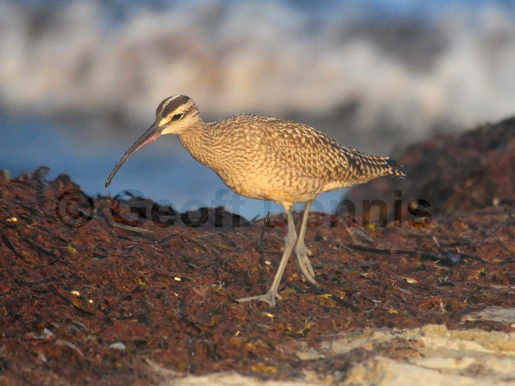 WHIM-AI_Whimbrel
