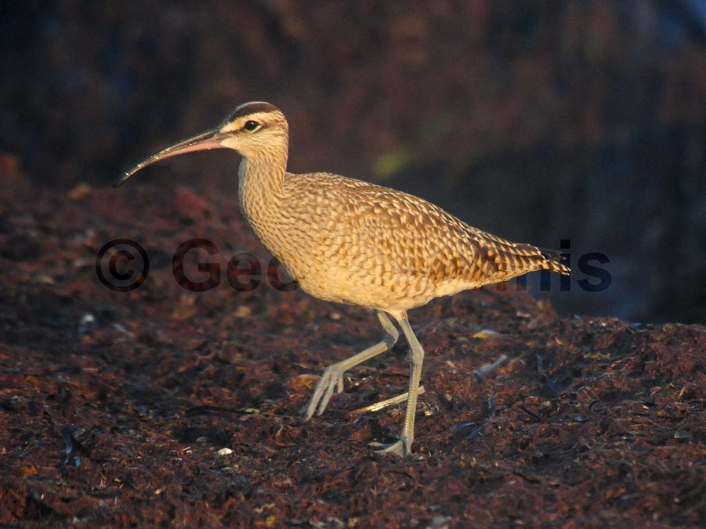 WHIM-AJ_Whimbrel