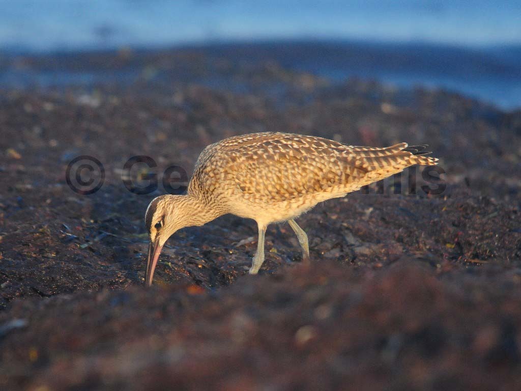 WHIM-AK_Whimbrel