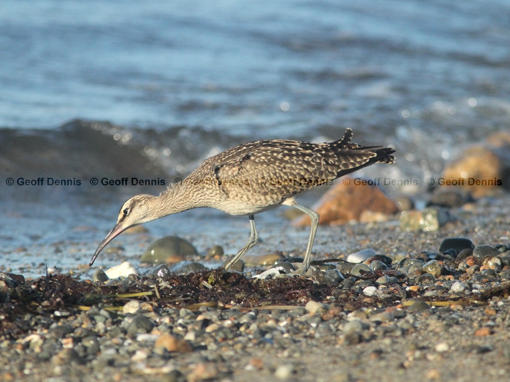 WHIM-AL_Whimbrel