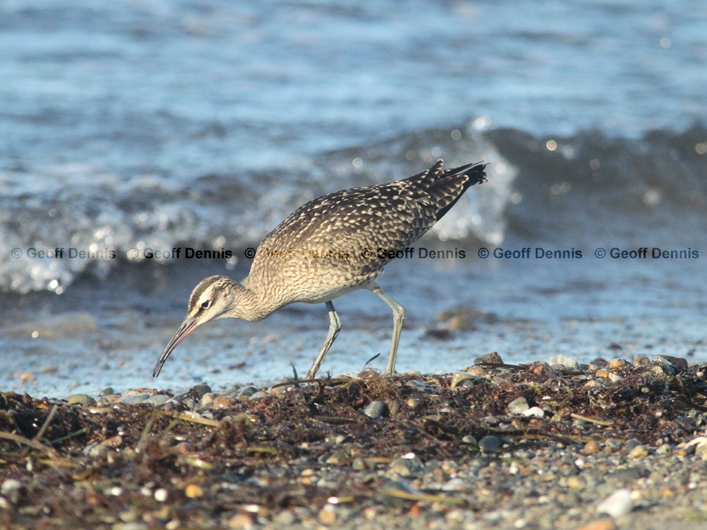 WHIM-AM_Whimbrel