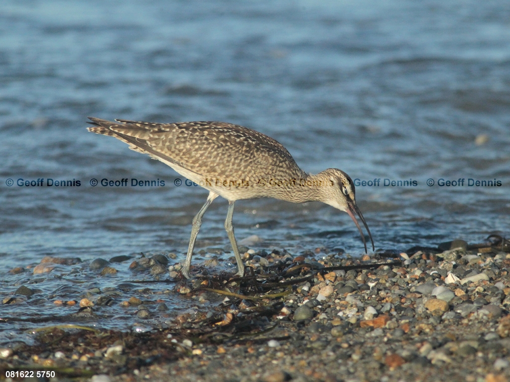 WHIM-AN_Whimbrel