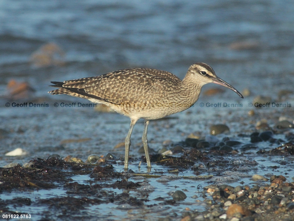 WHIM-AO_Whimbrel