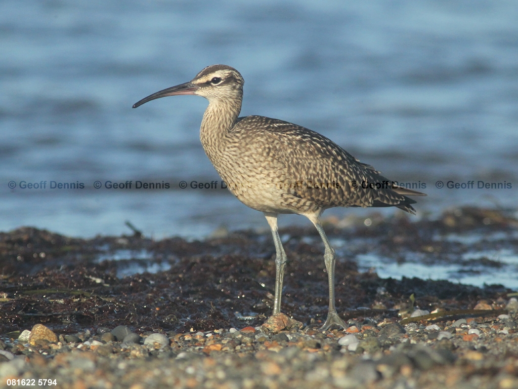 WHIM-AP_Whimbrel