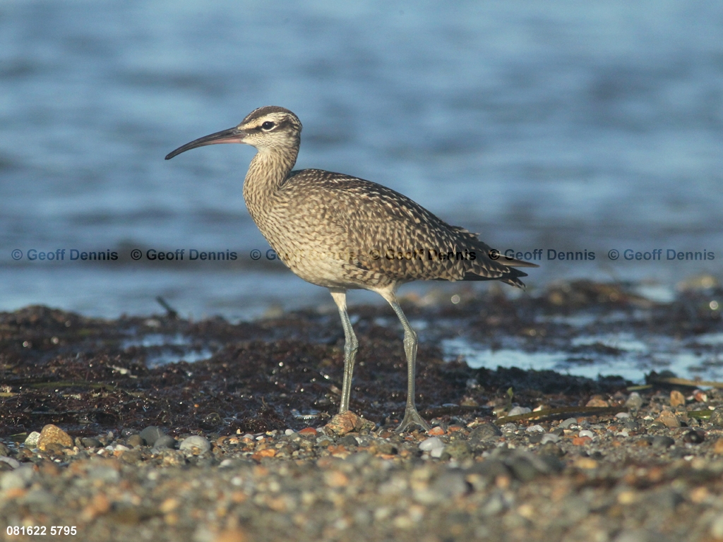 WHIM-AQ_Whimbrel