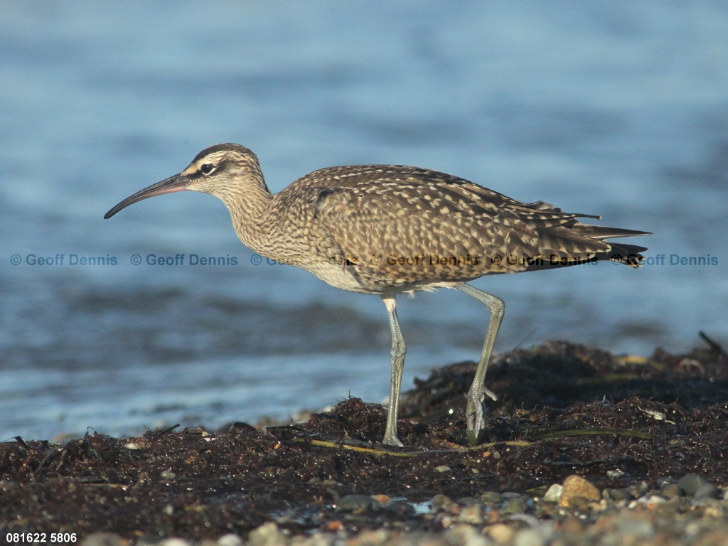 WHIM-AR_Whimbrel