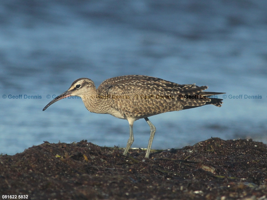 WHIM-AS_Whimbrel