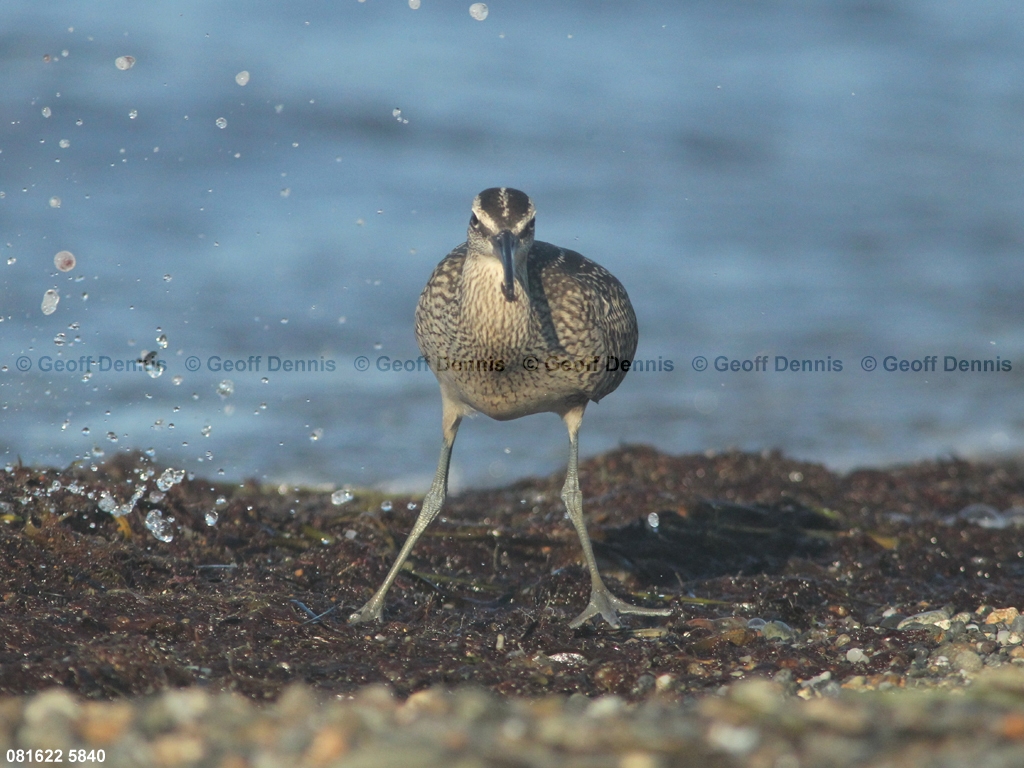 WHIM-AT_Whimbrel