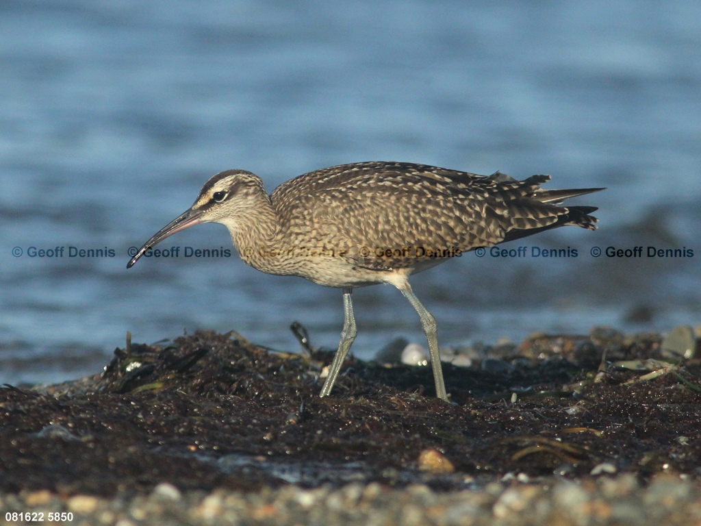 WHIM-AU_Whimbrel