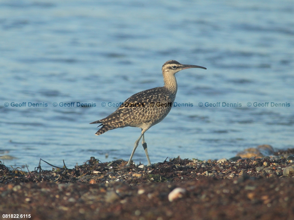 WHIM-AV_Whimbrel