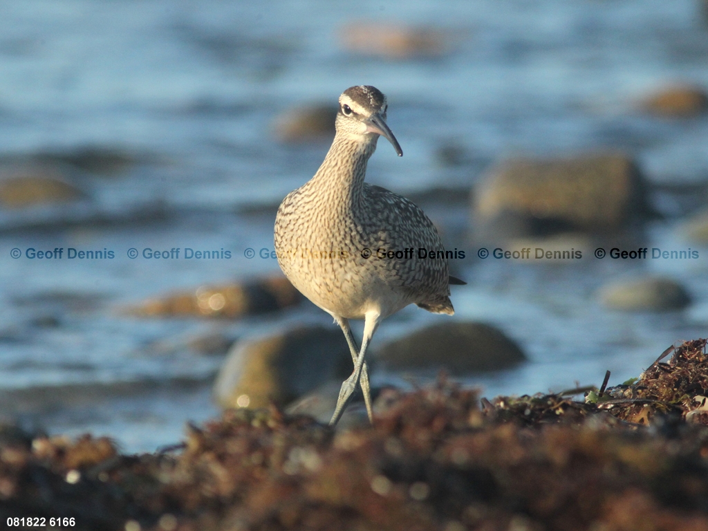WHIM-AW_Whimbrel