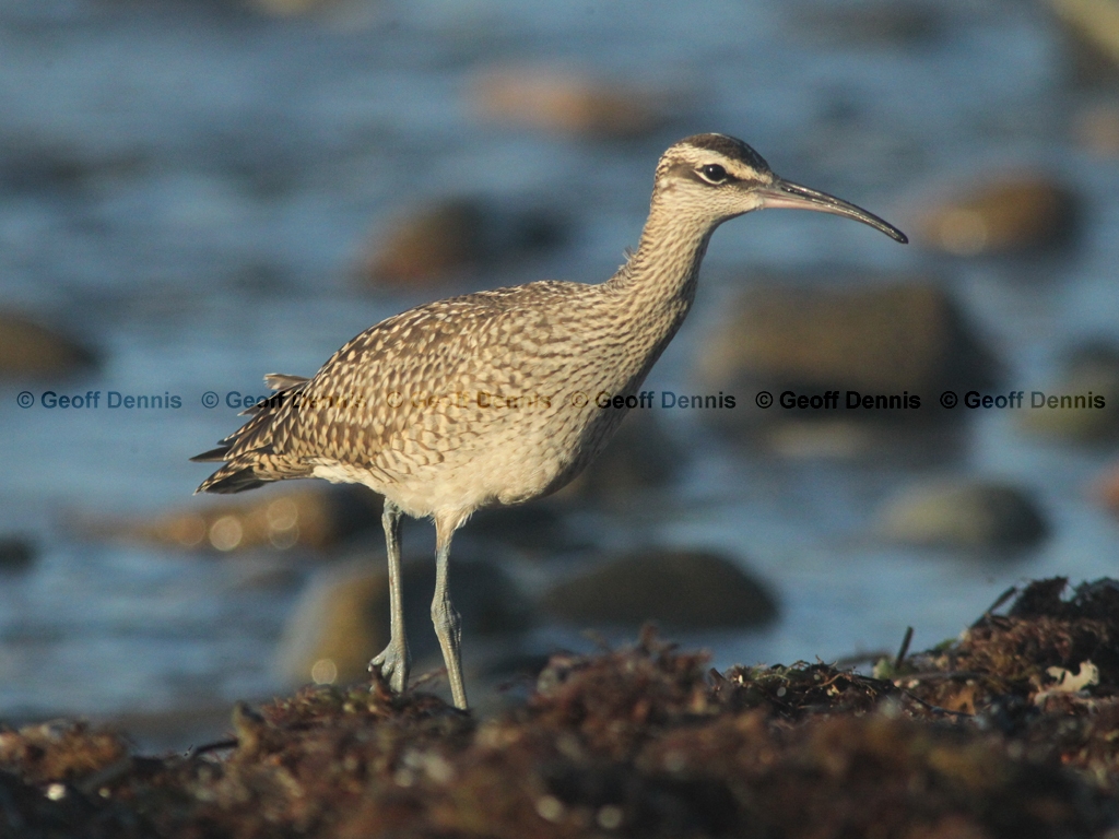 WHIM-AX_Whimbrel