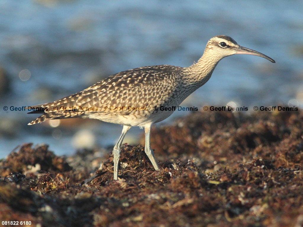 WHIM-AY_Whimbrel