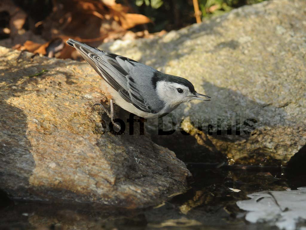 WBNU-AA_White-breasted-Nuthatch