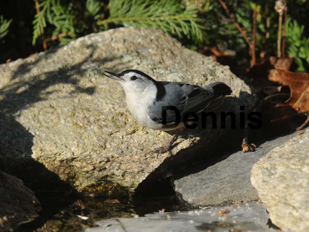 WBNU-AB_White-breasted-Nuthatch
