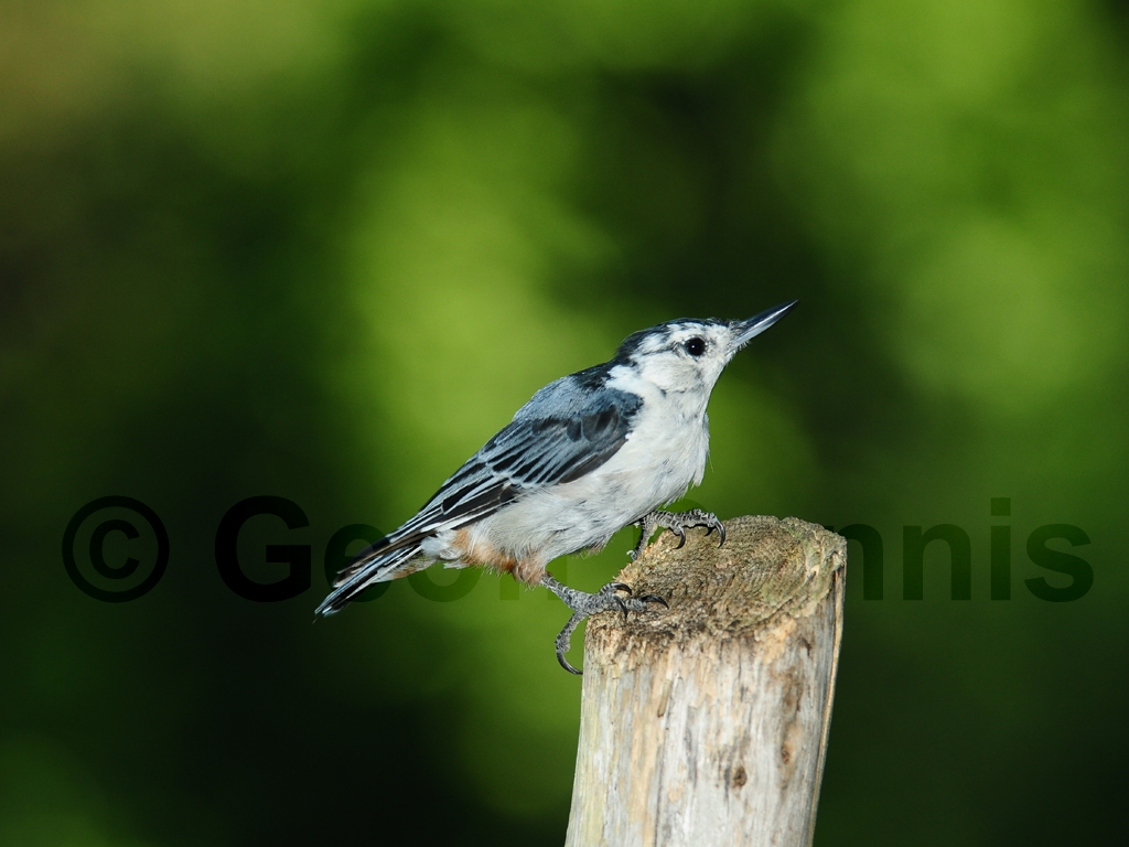 WBNU-AC_White-breasted-Nuthatch