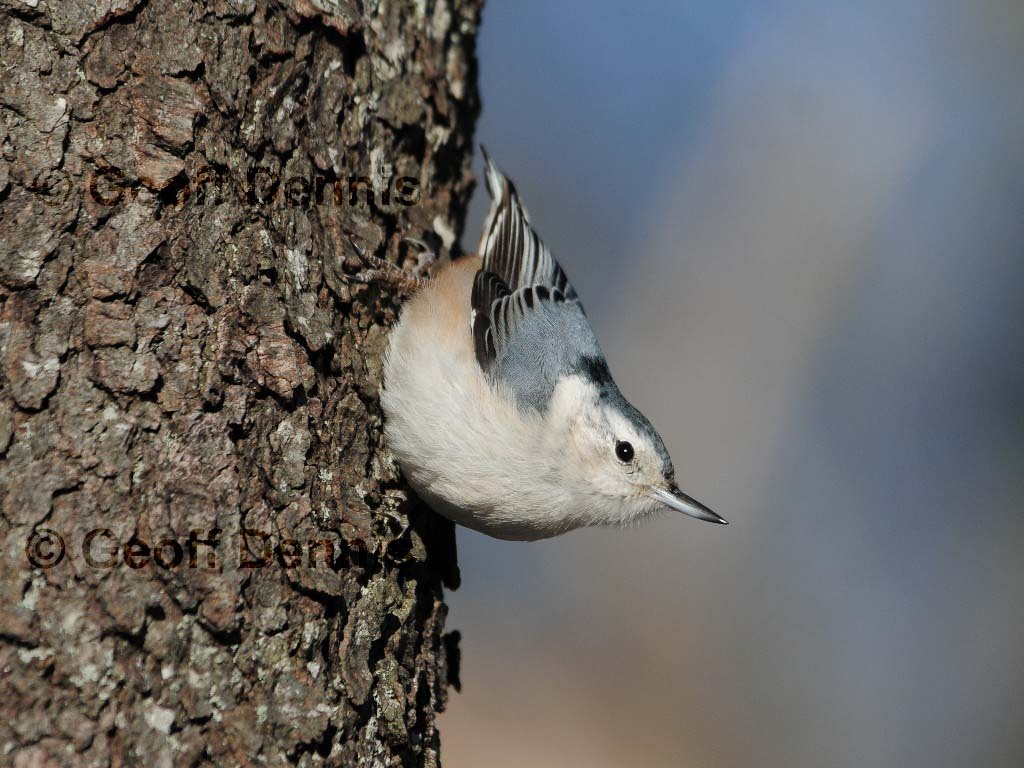 WBNU-AD_White-breasted-Nuthatch
