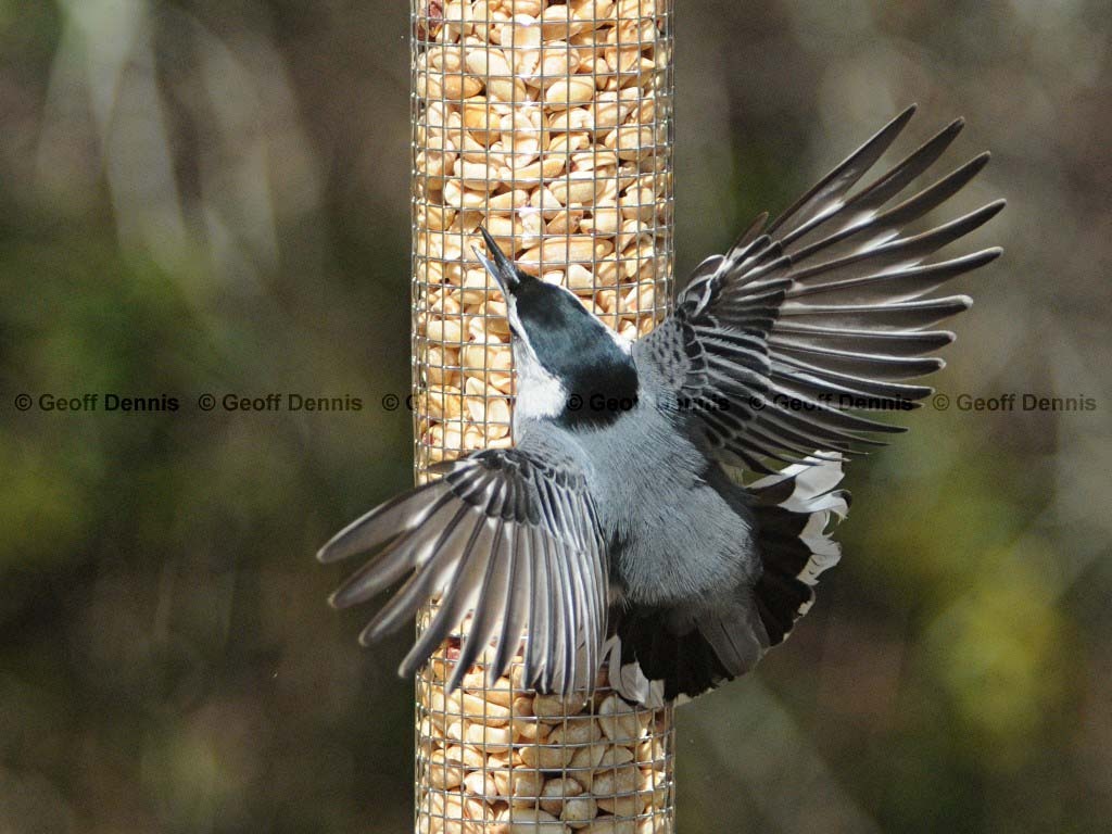 WBNU-AE_White-breasted-Nuthatch