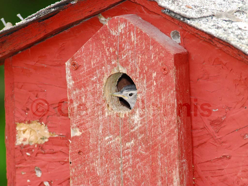 WBNU-AG_White-breasted-Nuthatch